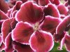pelargonia angielska Red Beauty